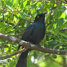 Black-bellied Starling