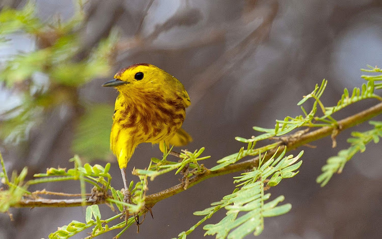 A yellow bird in the wild in Bonaire. 