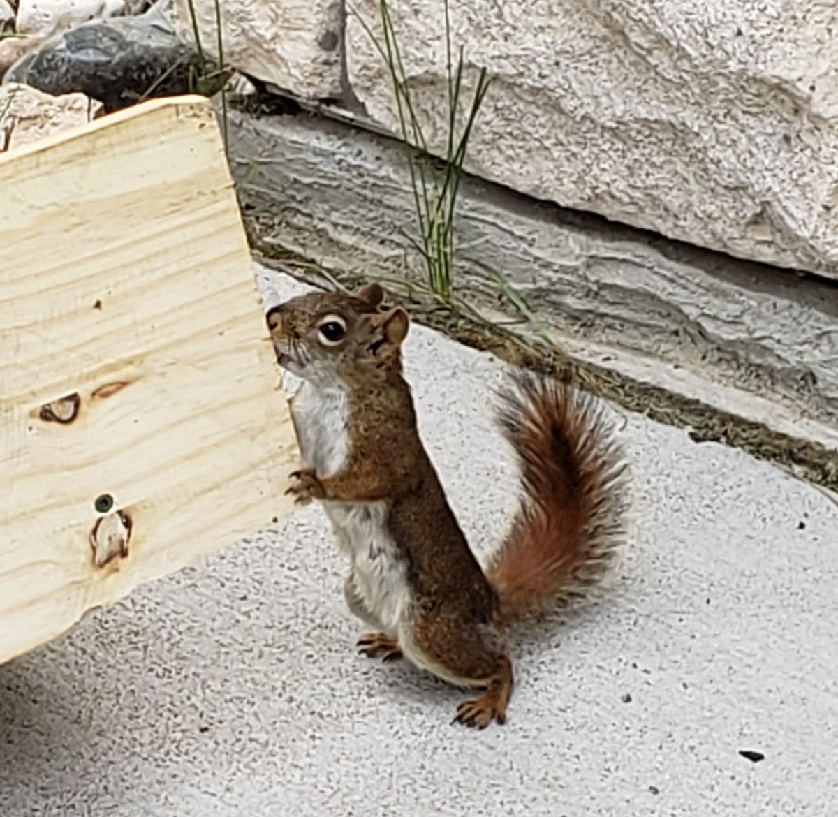 Red Squirrel