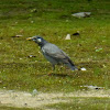 White-cheeked Starling