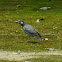 White-cheeked Starling