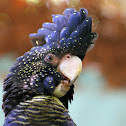 Red-tailed Black Cockatoo