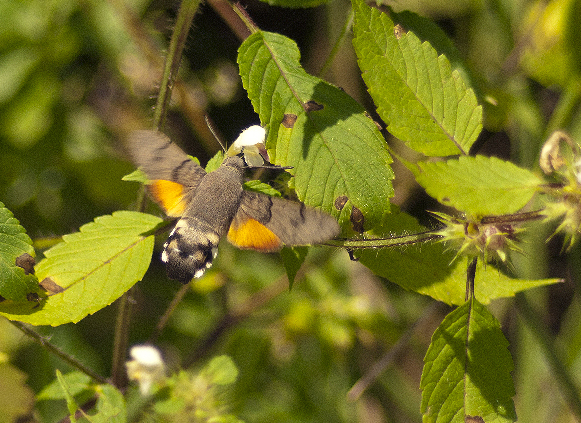 Hummingbird hawk-moth