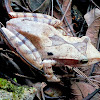 Western tree frog