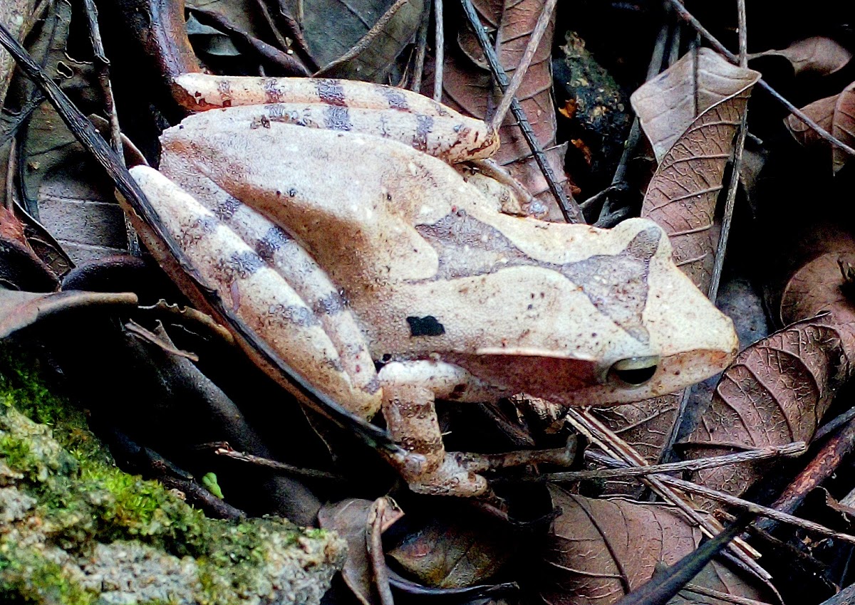 Western tree frog