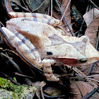 Western tree frog