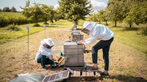 Photograph of two people wearing beekeeping outfits tending to beehives, which double as solar panels.