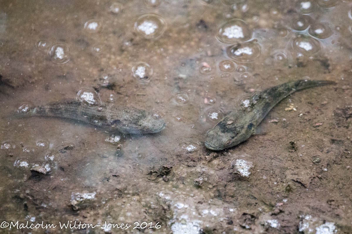 Mudskipper