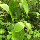 Silky Dogwood