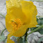 Yellow hornpoppy