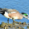 American wigeon (male)