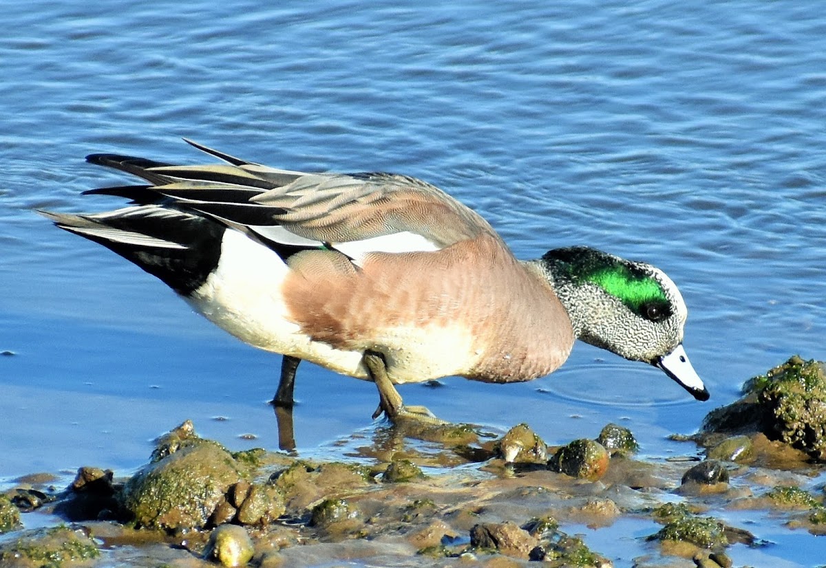 American wigeon (male)