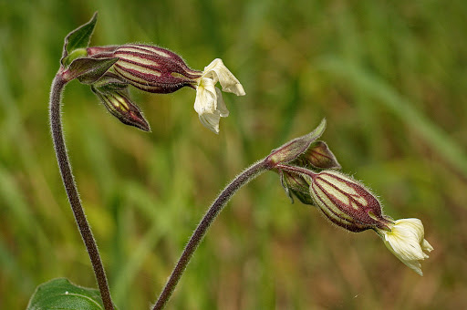 Silene latifolia