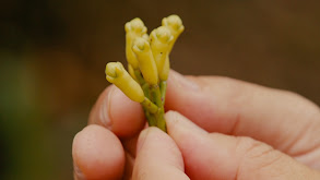 Hunting for Ancient Spices in Thekkady thumbnail