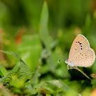 Lesser Grass Blue