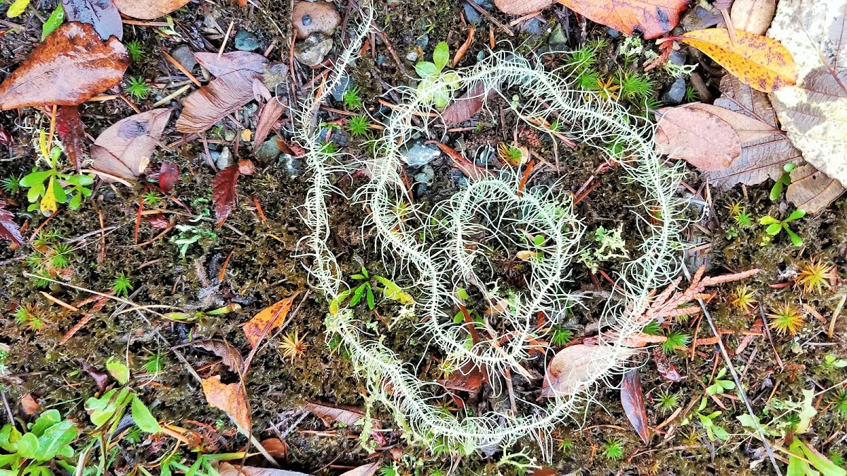 Methuselah's beard lichen