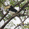 Malabar Pied Hornbill