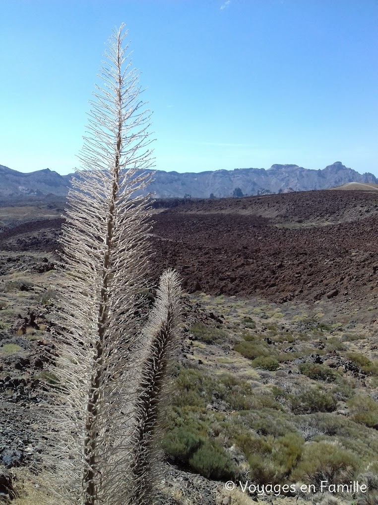 Tenerife, parc national du Teide, accès Montana Blanca, Tabonal Negro