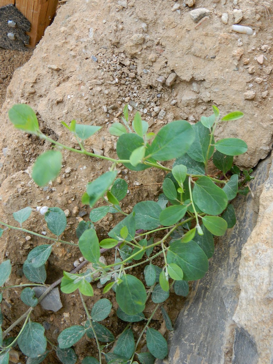 Caper bush (Κάππαρη)