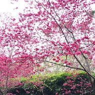 千樺花園餐廳