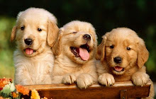 Golden Retriever Dogs Themes - New Tab small promo image