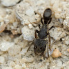 Black Ponerine Ant