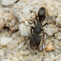 Black Ponerine Ant