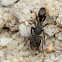 Black Ponerine Ant