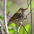 Ovenbird