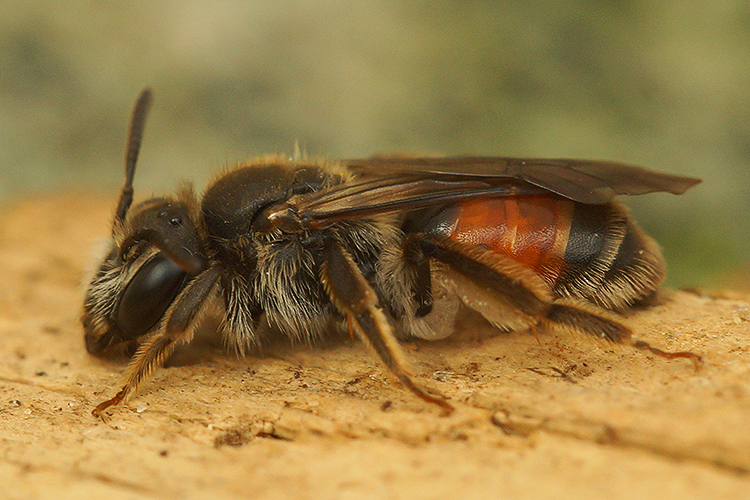 Andrena labiata