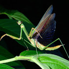 Praying Mantis