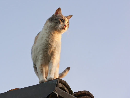 La gatta sul tetto che scotta di Charmer