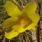 Yellow Butterwort