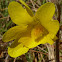 Yellow Butterwort