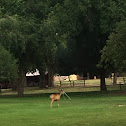 Mule deer