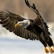 Download Eagle Wallpapers For PC Windows and Mac 2.0