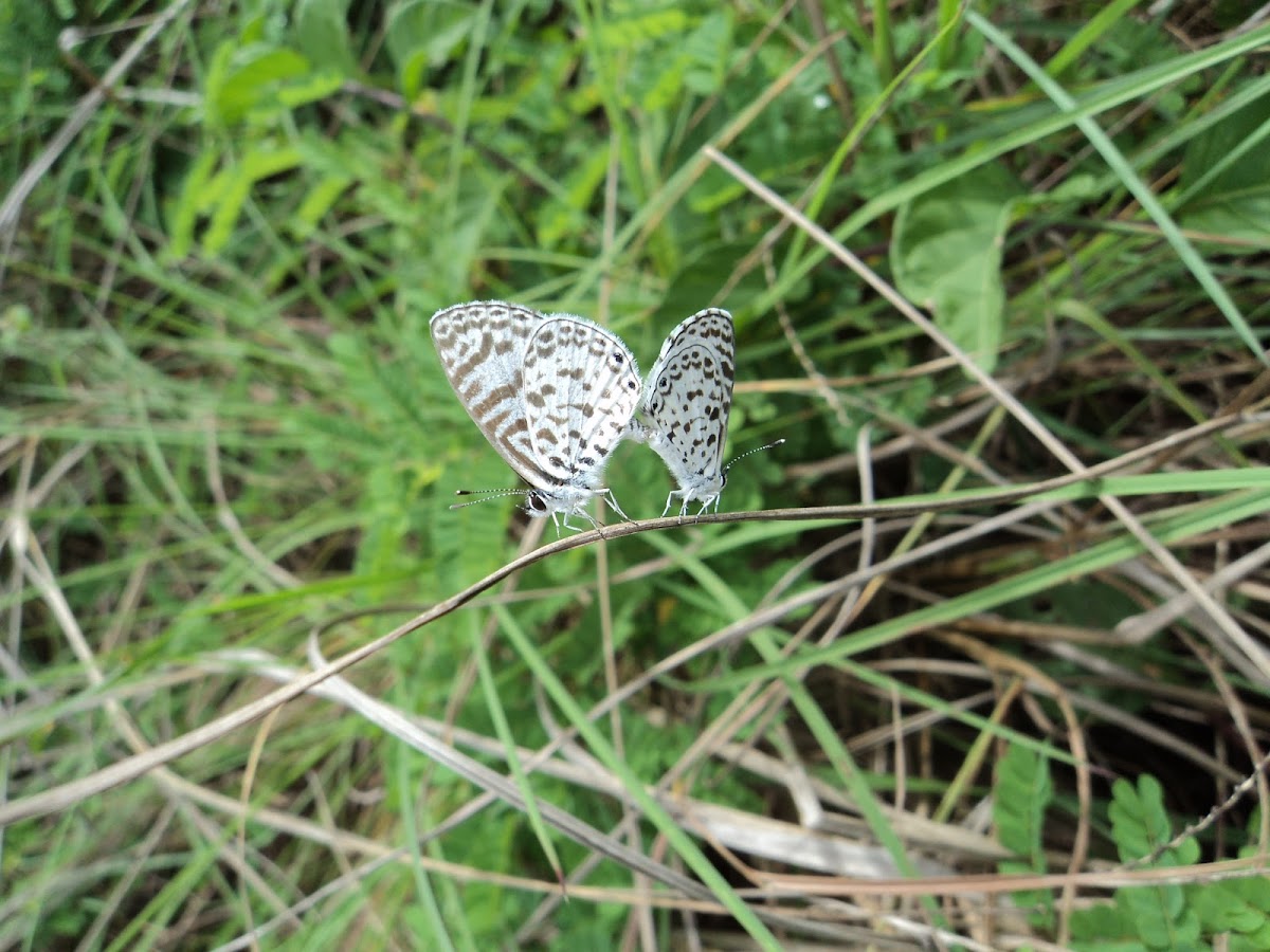 Borboleta