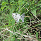 Borboleta