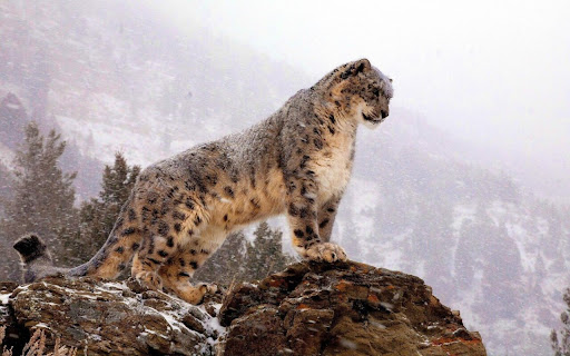 Majestic Snow Leopard Gazes Over Winter screenshot 2