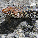 Cunningham's Skink