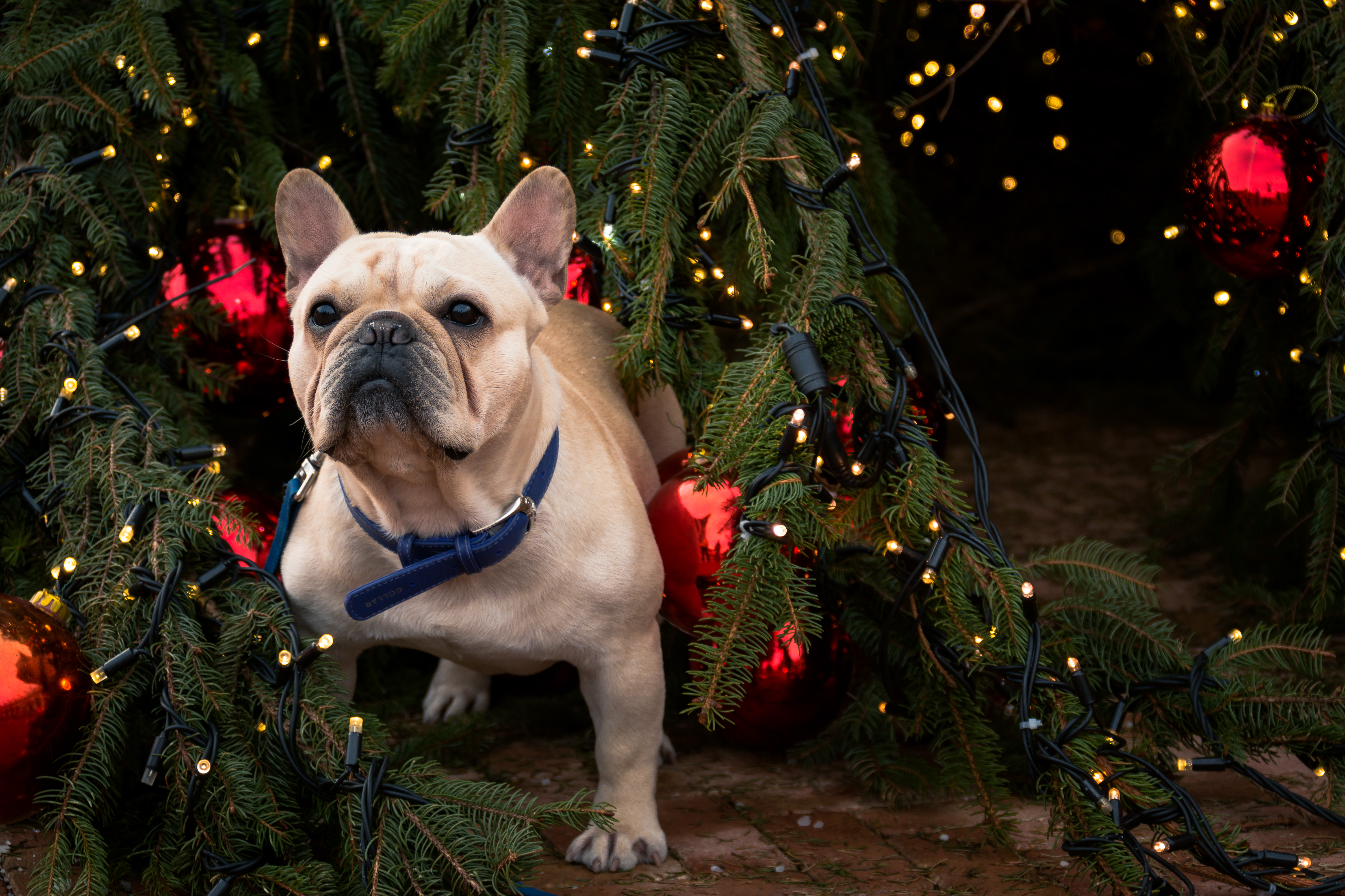 Bau Natale a tutti di Concetta Caracciolo