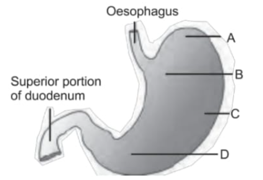 Physiology Of Digestive System