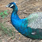 Indian Peafowl