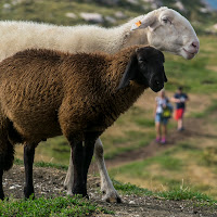 Il bianco e il nero.... di 