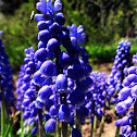 Grape hyacinth