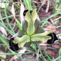 Widow Iris