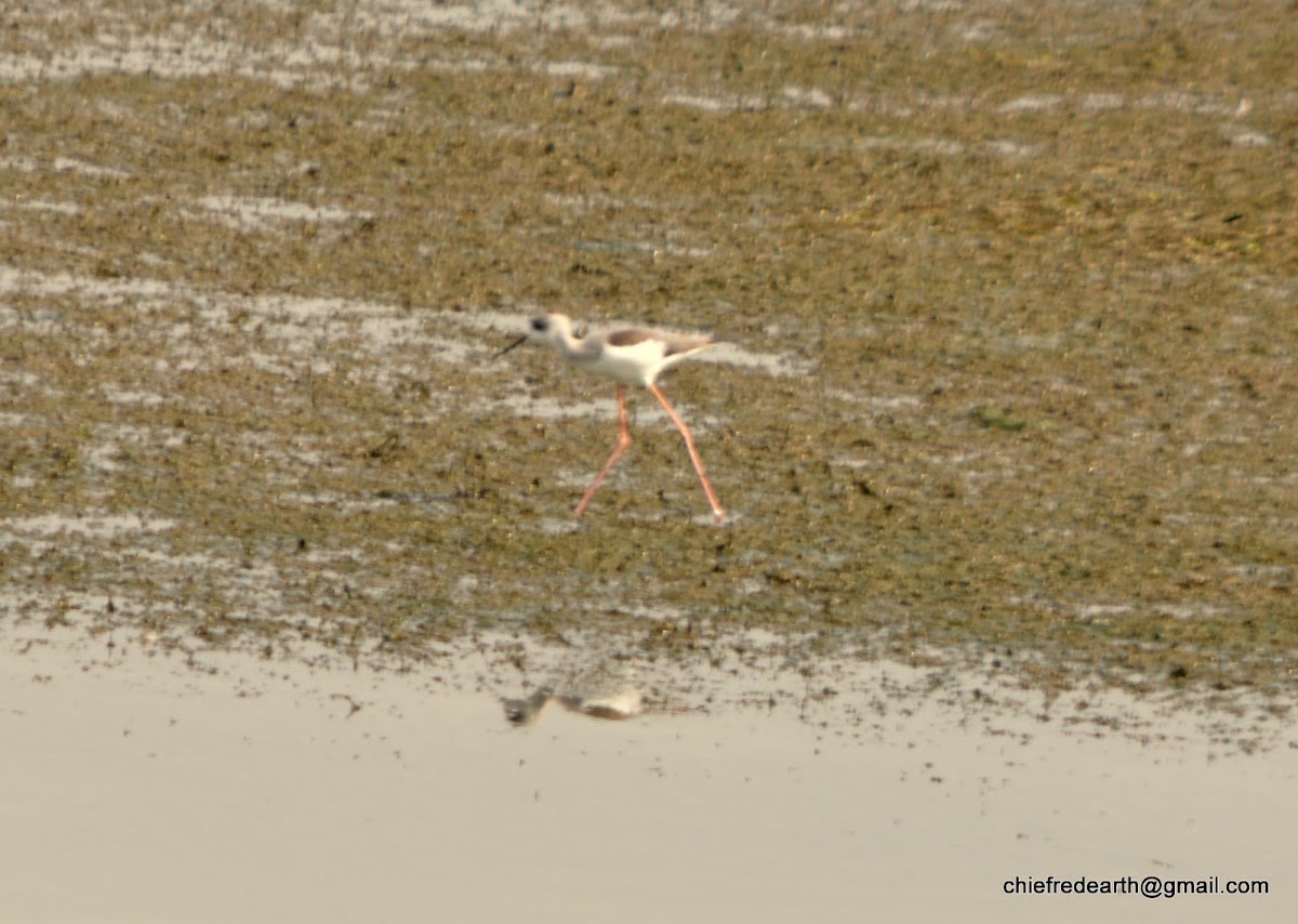 black-winged stilt, common stilt