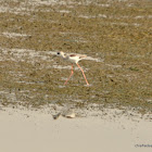 black-winged stilt, common stilt