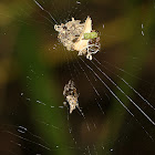 Trashline Orbweaver