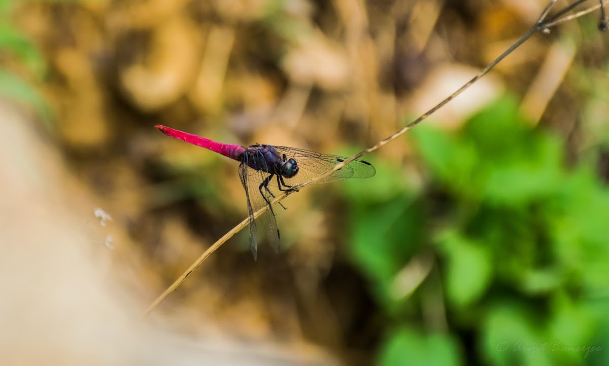 Roseate skimmer